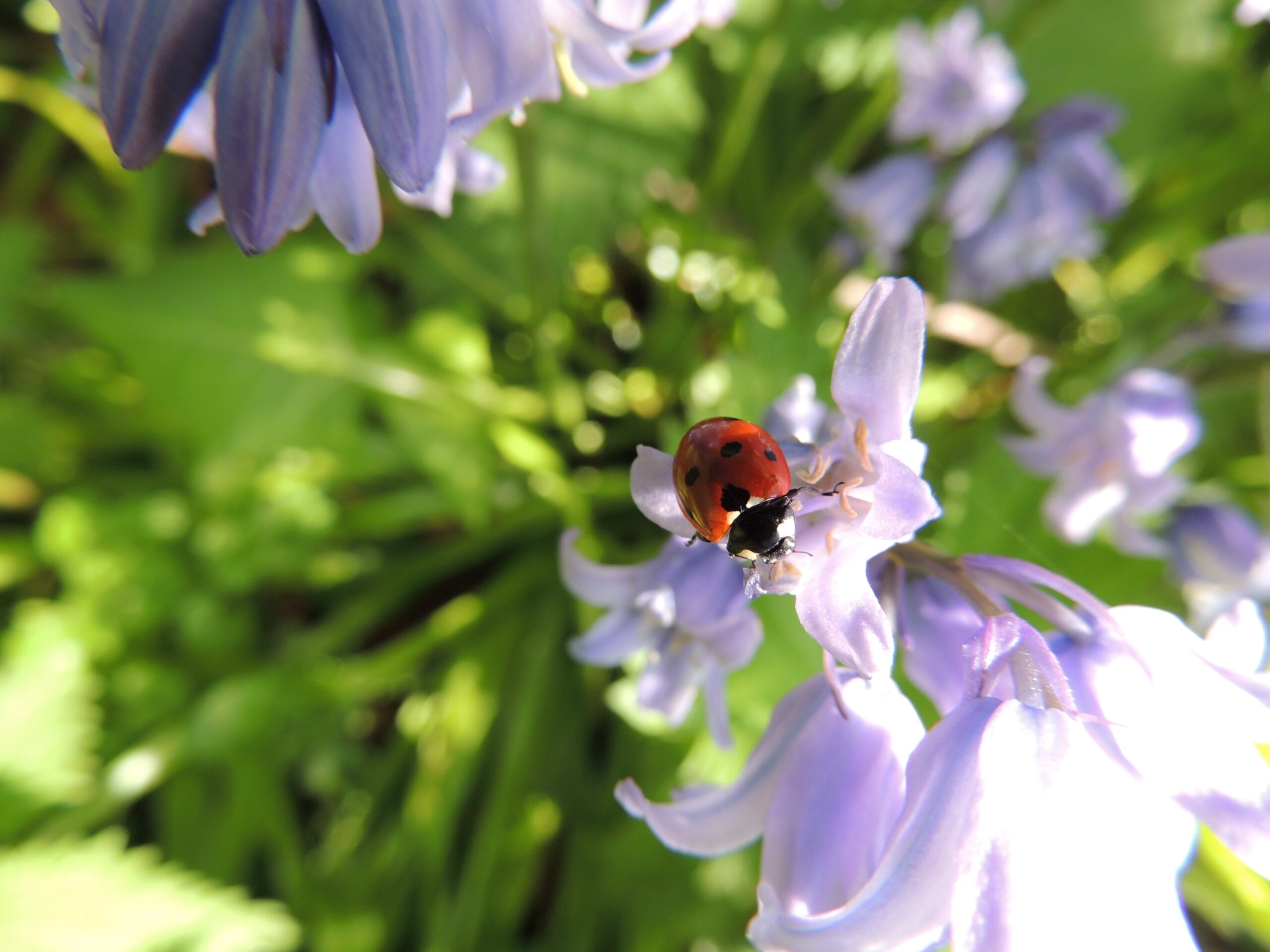 Welcome to Plant Thyme: Your Beginners Guide to Herbalism