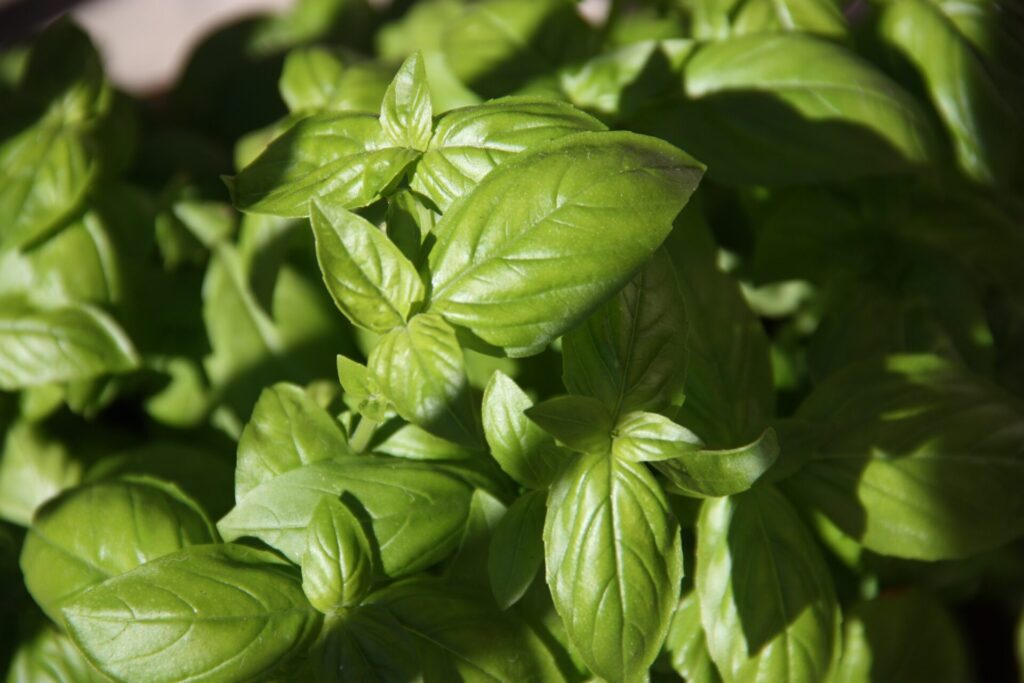 Benefits of basil